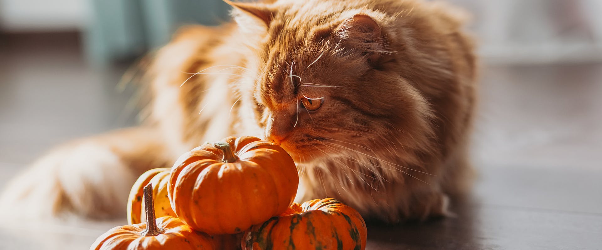 Are pumpkin seeds top poisonous to cats